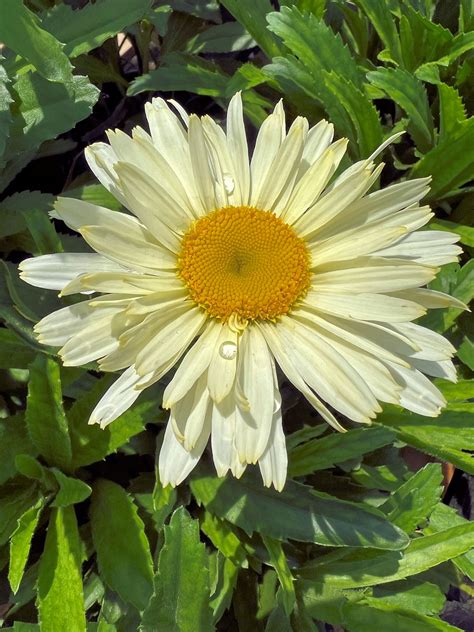 Buy Shasta Daisy Plants | Leucanthemum | Stadler Nurseries