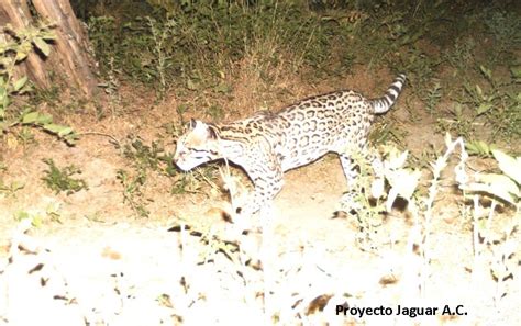 Ocelote En Diciembre 2014 Por Proyectojaguar Ejemplar De Ocelote