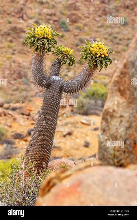 Flowering Halfmens Plant Pachypodium Namaquanum Hi Res Stock