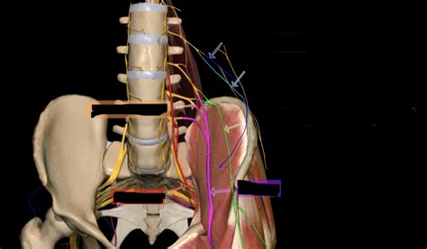 Lumbar Plexus Diagram Quizlet