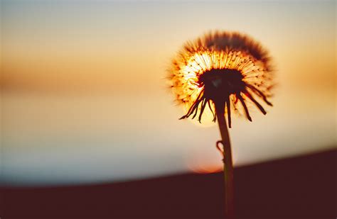 Images Gratuites La Nature Plante Ciel Soleil Lever Du Soleil Le