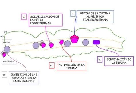 Bioplaguicidas Mecanismos de acción biocida en insectos plaga