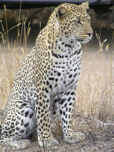 Afrikansk Leopard Wikipedia