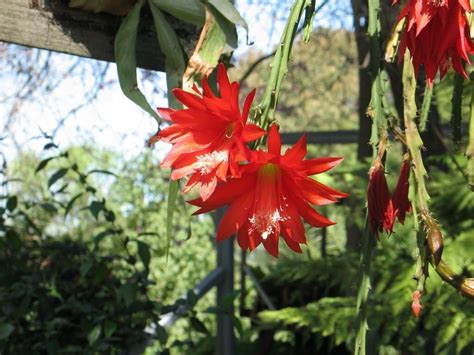 Cactus Orqu Dea Descubre La Belleza De Los Epiphyllum Ackermannii