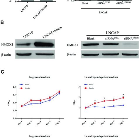 Hmox Enhances Androgen Independent Behavior In Lncap Cells A