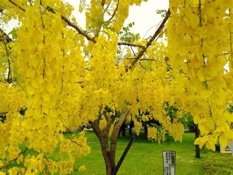 Semillas De Arbol De Lluvia De Oro Cassia Fistula Mercadolibre