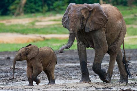 Kvinnlig Elefant Med En Behandla Som Ett Barn Fotografering F R