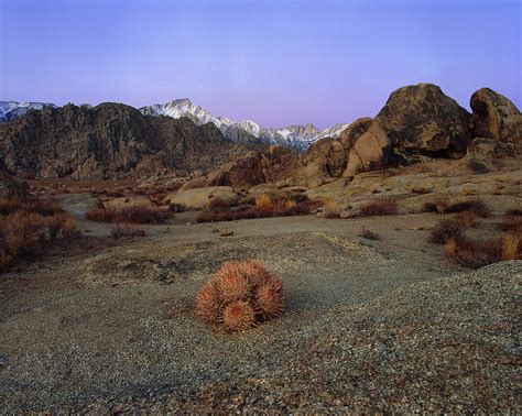 Cactus With A View Wide Angle Perspective Photograph By Paul Breitkreuz