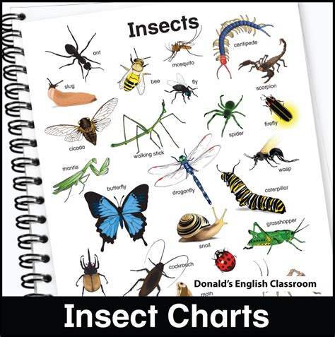 Insect Charts Interactive Notebooks Esl Ell Newcomer Made By Teachers