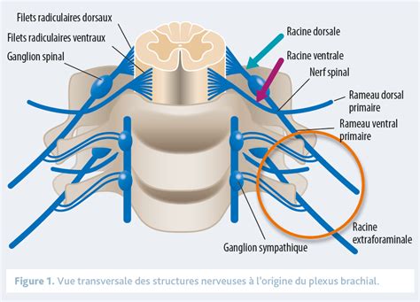 Nerf Musculocutaneus Anatomicum