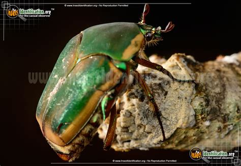 Green June Beetle