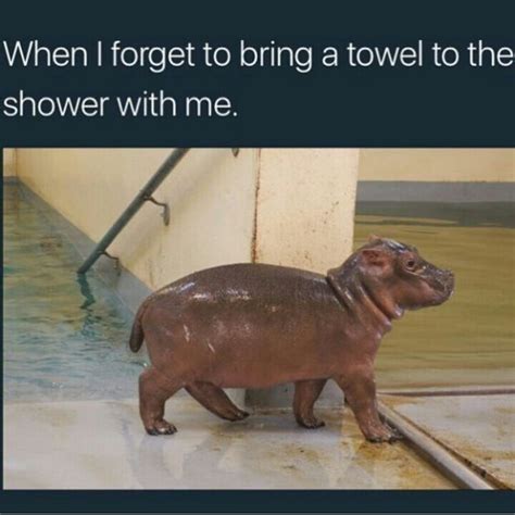 Celebrating International Hippo Day With Funny Hippo Memes Funny