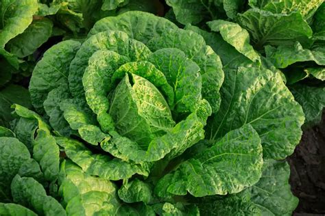 Why Is My Chinese Cabbage Flowering