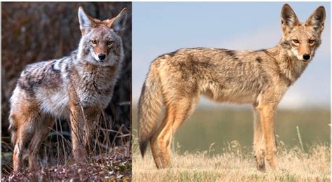 15 Types Of Nocturnal Animals In Alberta 2024 2024