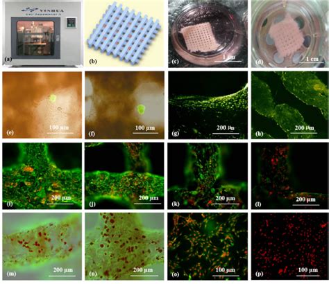 Cell Laden Hydrogel Constructs Printed By Professor Wang A D Grid