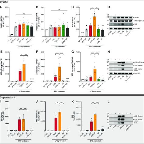 DDX3X Colocalizes With G3BP1 In Stress Granules In BMDMs Treated With