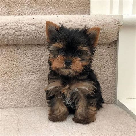 Yorkshire Terrier Puppies For Sale Near Me Teddy Bear Face Yorkie