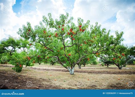 Peach Tree with Fruits Growing in the Garden. Peach Orchard Stock Image ...