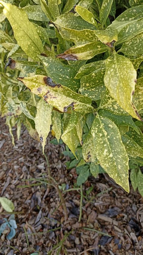 How To Treat Black Blotch Disease On Japanese Laurel