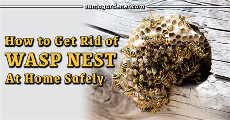 How To Get Rid Of Wasp Nest At Home Safely Sumo Gardener