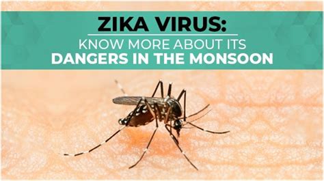 Zika Virus Know More About Its Dangers In The Monsoon