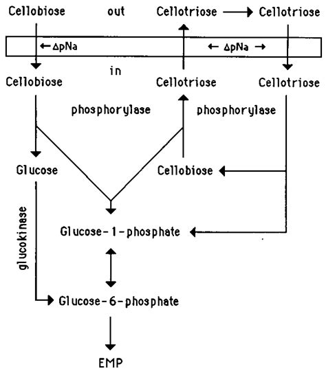 Hypothetical Schemes Of Cellotriose Production And Utilization By F