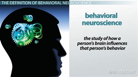 Behavioral Neuroscience Definition Branches Areas Of Study Video