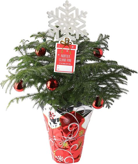 Costa Farms Live Christmas Tree Best Live Tabletop Christmas Trees 2020 Popsugar Home Photo 20