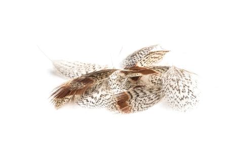 Plumes De Perdrix Grise Devaux Plumes Fly TYING