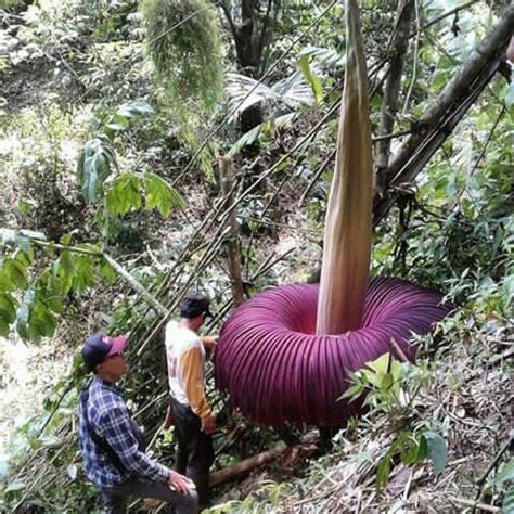 Bunga Bangkai yang Tumbuh Subur di Bengkulu - Akutahu.com - Sekejap Lebih Cerdas