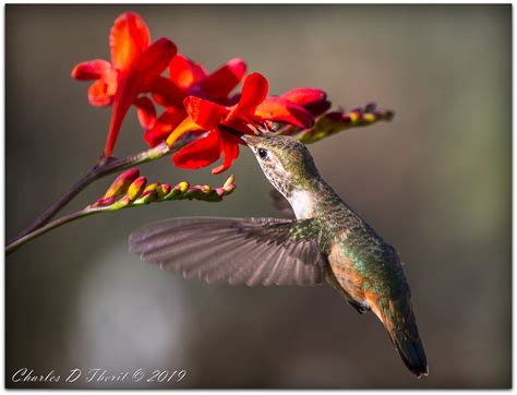 On Target Broad Tailed Hummingbird Selasphorus Platycercus Flickr