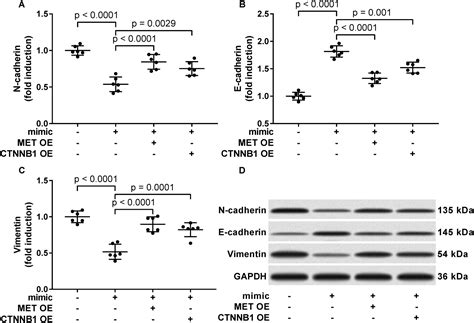 Retracted Article MiR 206 Reduced The Malignancy Of Hepatocellular