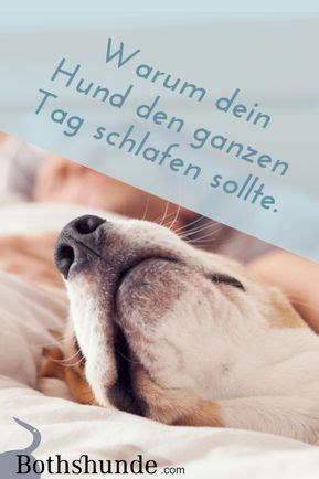 Warum Dein Hund Den Ganzen Tag Schlafen Darf Bothshunde Hunde