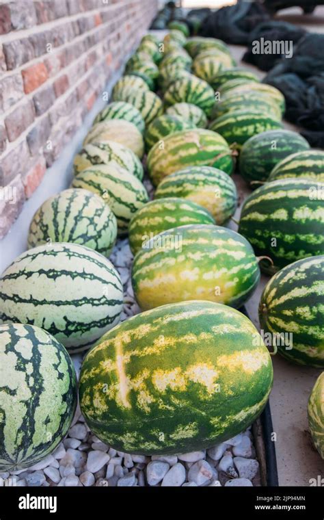 Group Of Ripe And Sweet Watermelons In The Greenhouse Watermelon Harvesting In The Field Or