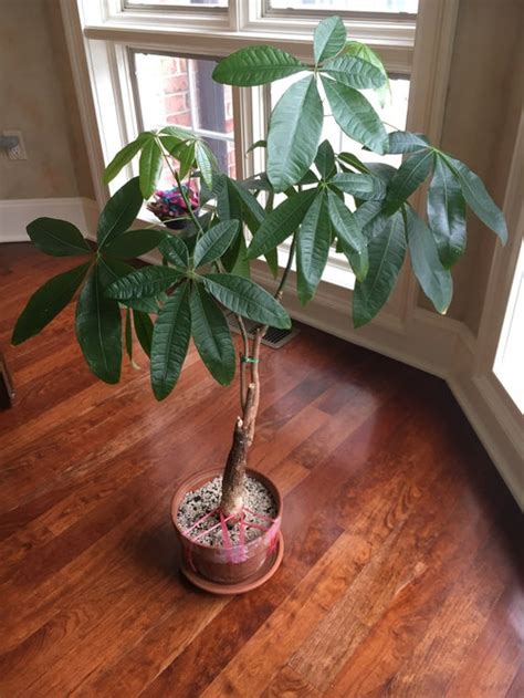 Help With Pruning Pachira