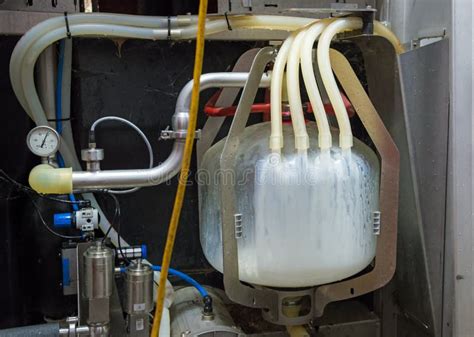 Máquina Automática De Recogida De Leche En Una Explotación Lechera