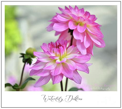 Waterlily Dahlias Photograph by Elaine MacKenzie - Fine Art America