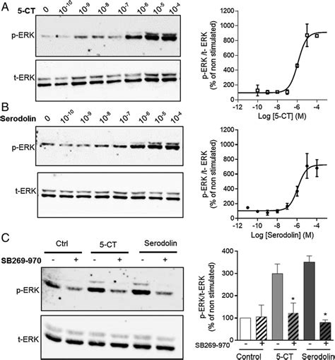 Serodolin Induced Erk Phosphorylation Is Mediated Through 5 Ht 7 R