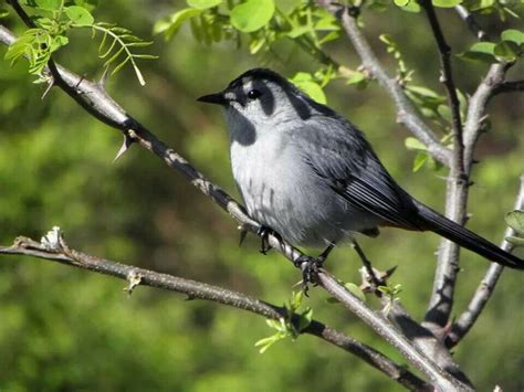 A Black And White Bird Sitting On Top Of A Tree Branch