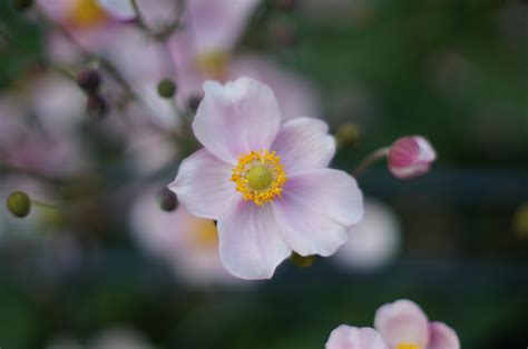 Kostenlose foto Natur blühen Blume Blütenblatt Frühling Botanik