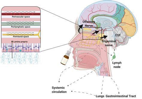 Figure From Non Invasive Strategies For Nose To Brain Drug Delivery