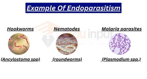 Parasitism Evolution Types Principle And Examples Of Parasitism