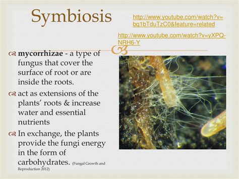 PPT - Fungi PowerPoint Presentation, free download - ID:2684825