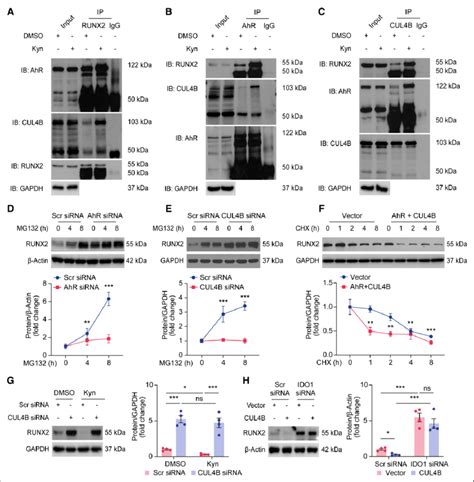 Kynurenine Activates Assembly Of Runx Runt Related Transcription