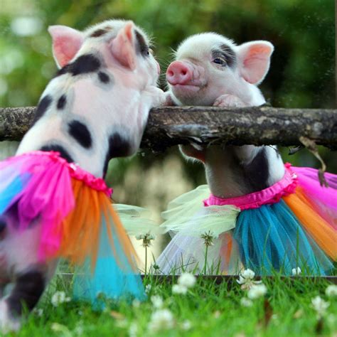 10 Most Adorable Micro Pig Photos Ever! Photos - ABC News