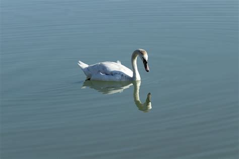 Cisne Pájaro Nadar Foto gratis en Pixabay Pixabay