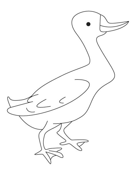 Mallard Duck Coloring Pages Coloring Home