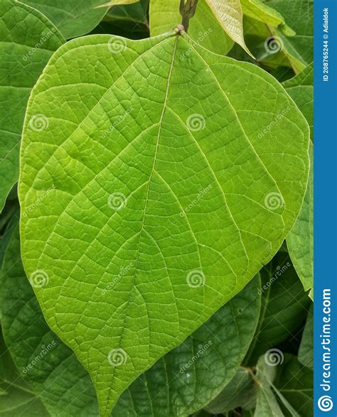 Plantas De Hojas Que Crecen Y Se Desarrollan En El Este De Indonesia