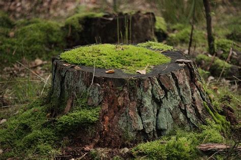 900 Free Baumstumpf Tree Stump Images Pixabay