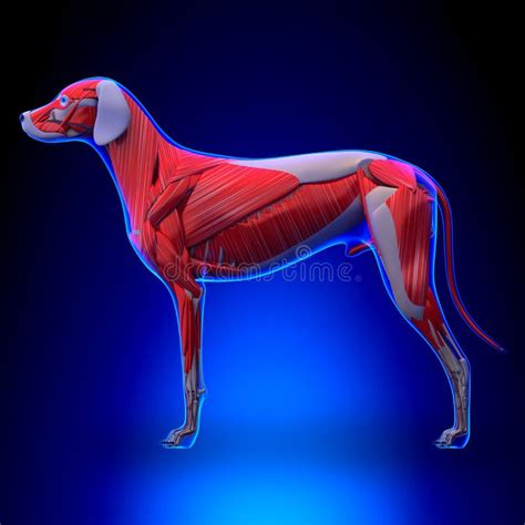 Dog Muscles Anatomy - Muscular System Of The Dog Stock Illustration ...